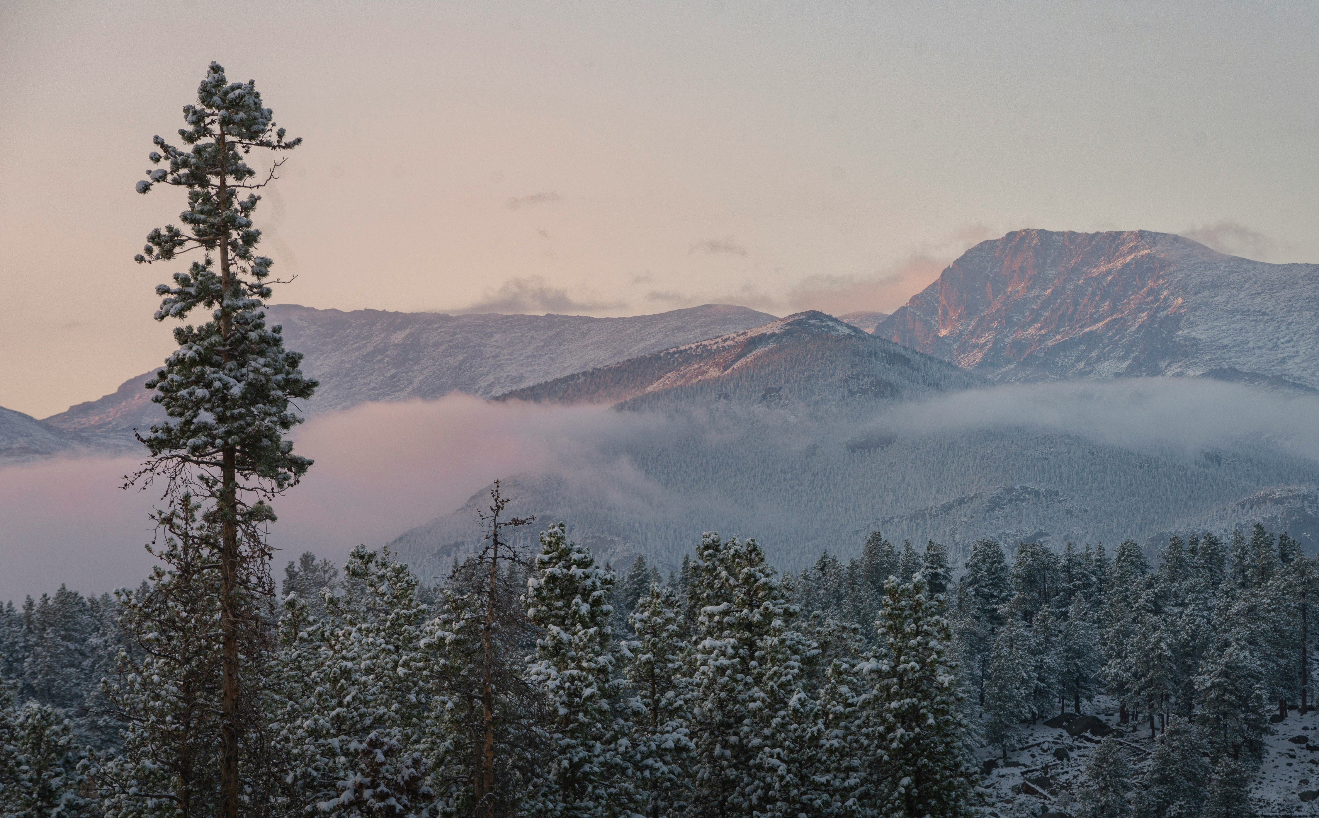 green pine trees near snow covered mountains during daytime